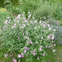 Lavatera x clementii 'Bredon's Spring'